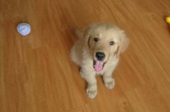 金毛幼犬怎么咬人