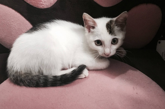 如何把家猫养胖，怎么能把猫养胖起来