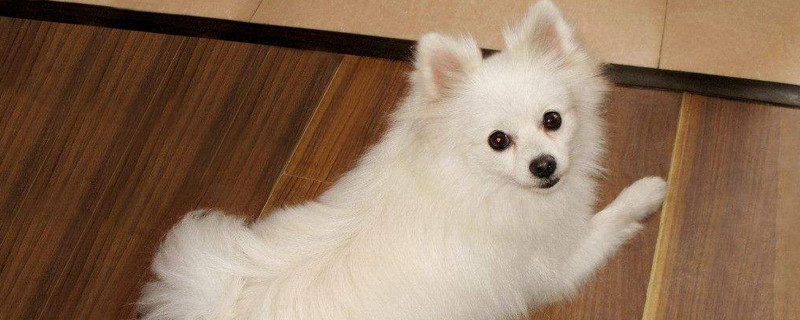 狗狂犬病疫苗打几针