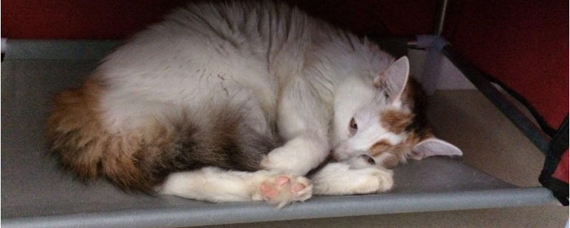 绝育母猫晚上总叫