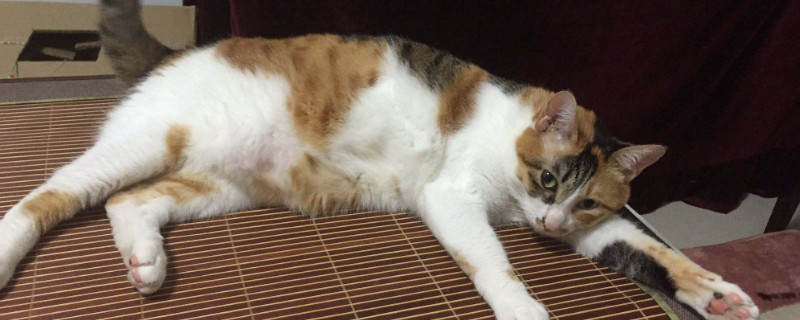 为什么土猫不能当宠物