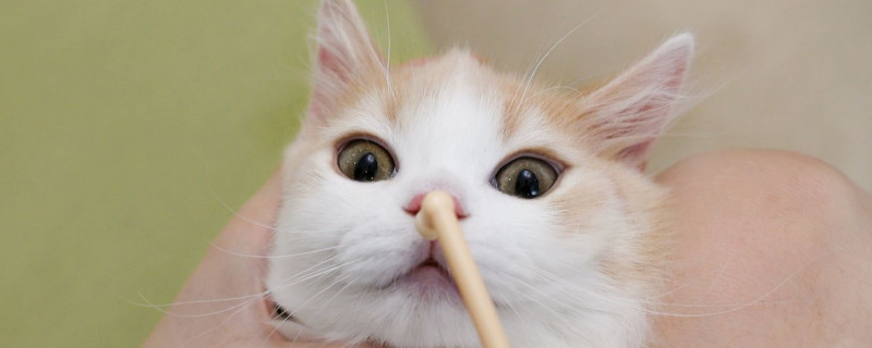 猫需要刷牙吗