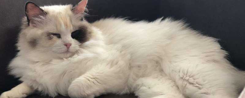 猫开脚与没开脚的区别