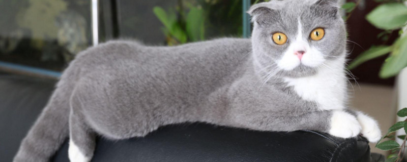给母猫留一只小猫好吗