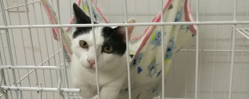 怎么让母猫黏人