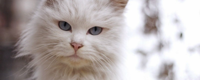 怎样驯服特别凶的猫
