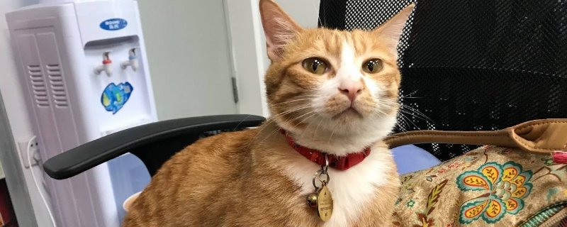教育猫打哪里