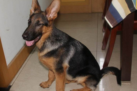 狗几个月打狂犬疫苗
