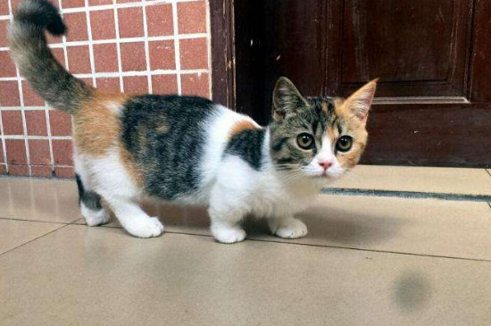 猫的脚掌下面有什么