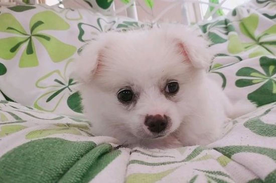 胡萝卜怎么做给狗狗吃