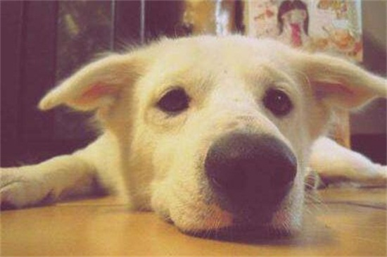 狗狗感冒鼻子会干吗