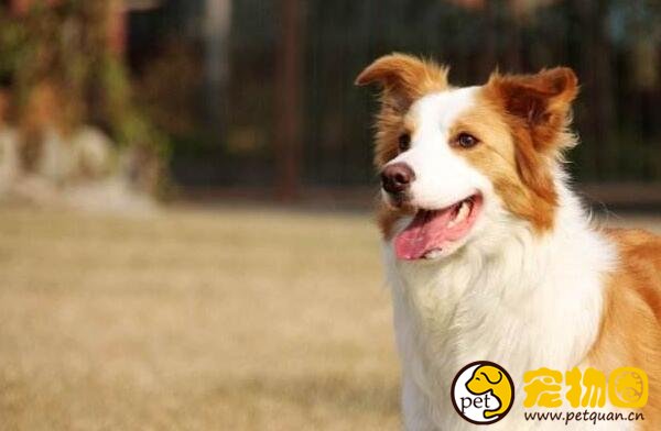 边境牧羊犬好吗，边牧该怎么训练比较好