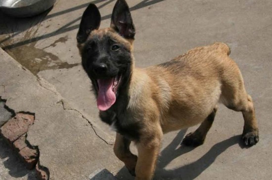 为什么养马犬的人少，4个缺点导致马犬没人养