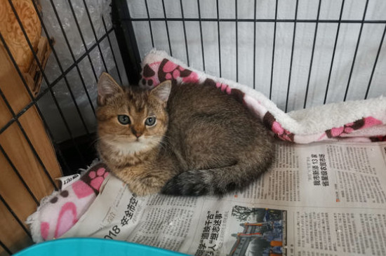 猫尾巴骨折了怎么办