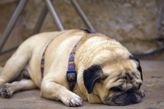 巴哥犬适合上班族养吗