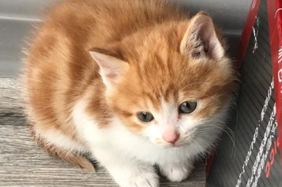 小猫咕噜咕噜一直不停