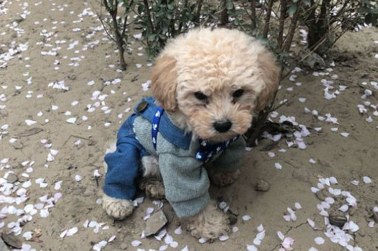 泰迪多大可以剪毛