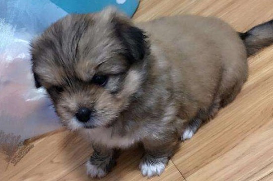 幼犬一次喝多少葡萄糖，1次1～2汤匙为宜不可过多喂服