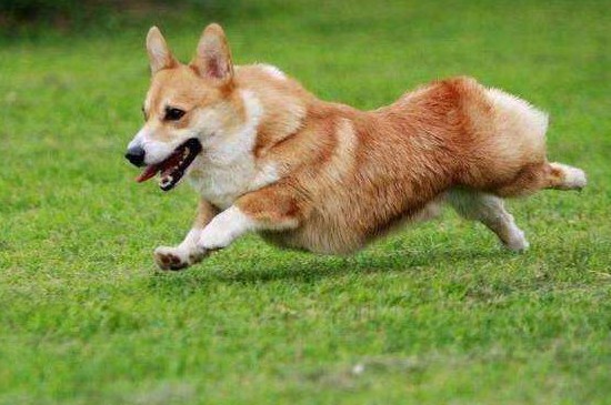 养狗狗的注意事项，新手饲养宠物犬的5个禁忌