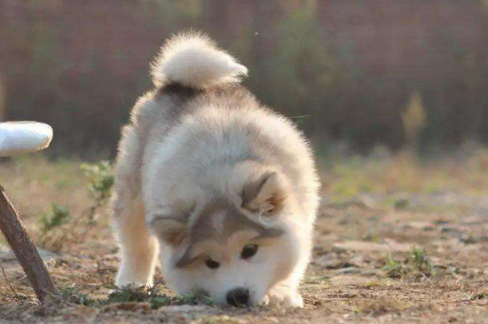 狗狗细小症状
