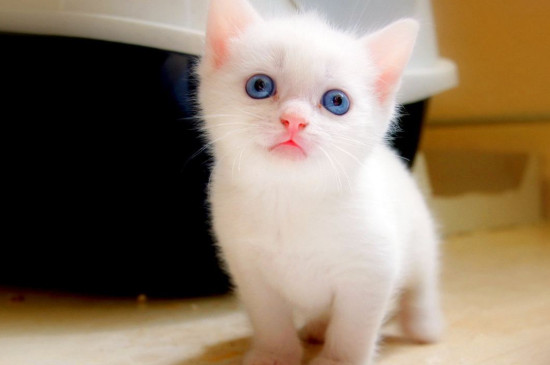 小猫离开母猫会难过吗