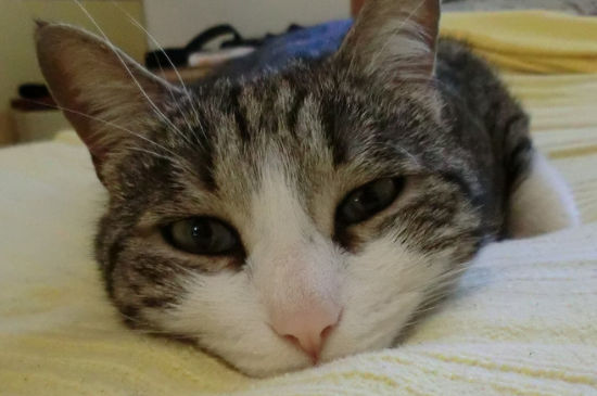 幼猫多大可以吃不泡的猫粮