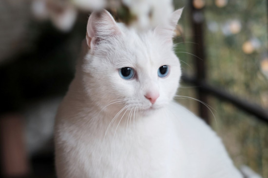 猫咪吐白色粘液后死亡
