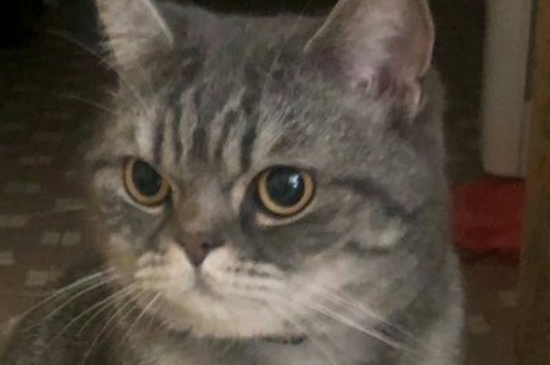 猫咪总是低声哼唧