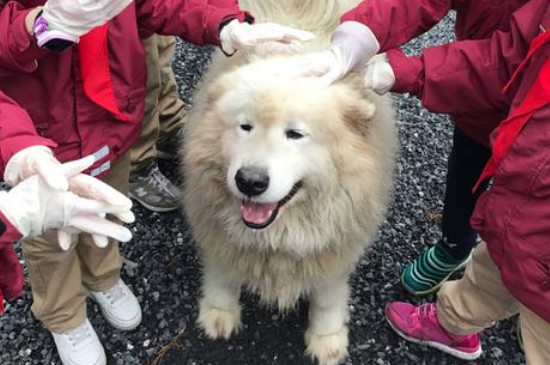 狗狗腿站不稳发抖流口水