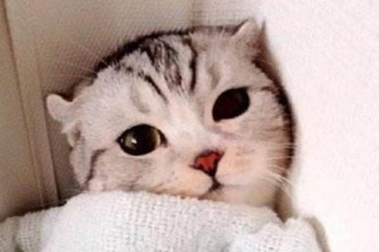 猫咪认主的表现