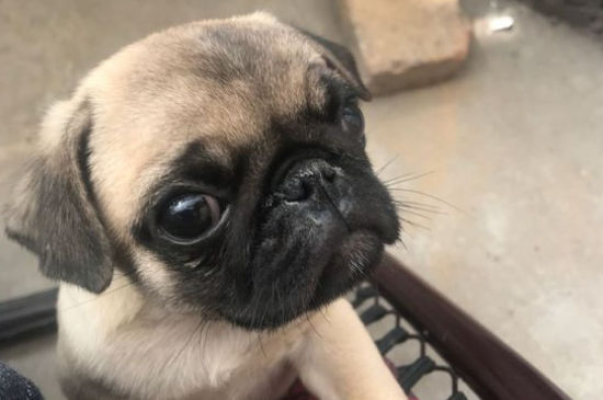 巴哥犬对主人忠诚度