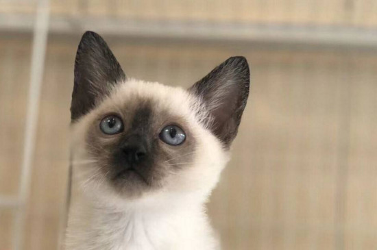 母猫生产前会一直叫吗