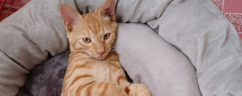 猫咪被打后难过的表现