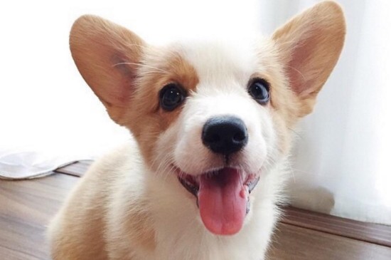 养柯基犬的禁忌
