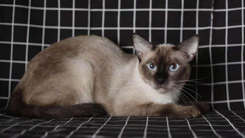 最适合家养的猫排名