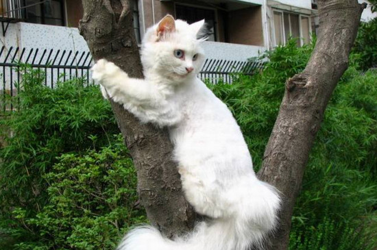 狮子猫为什么那么粘人