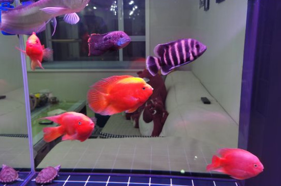 养鹦鹉鱼的窍门