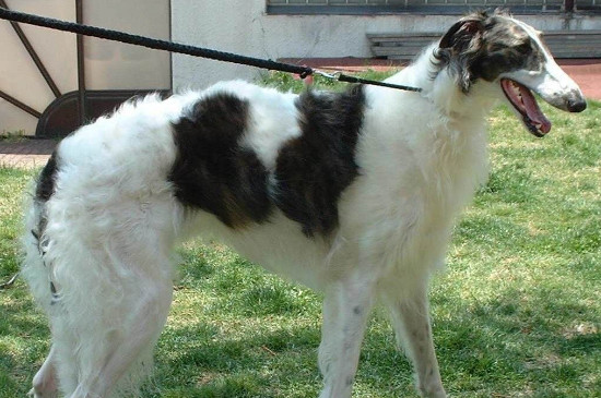 苏俄猎狼犬什么价位，纯种多少钱一只
