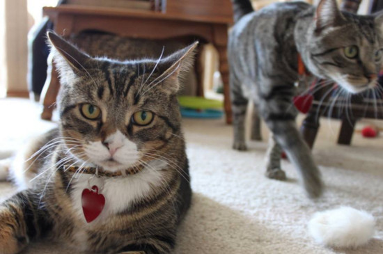 猫会拆家吗
