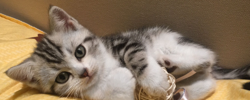 猫嘴巴养叼了怎么办