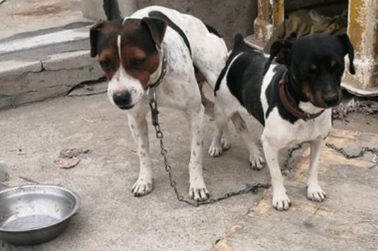 太仓犬听话吗