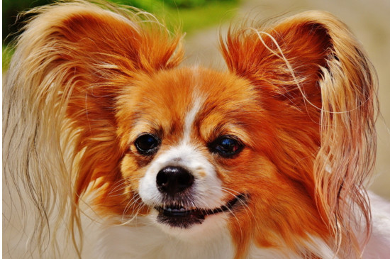 养蝴蝶犬的危害