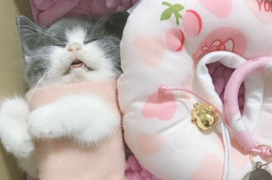 猫咪有眼屎是怎么回事