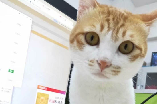 养猫会得狂犬病吗