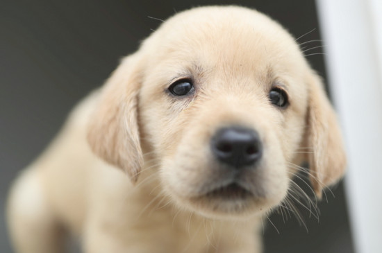 拉布拉多幼犬怎么喂养