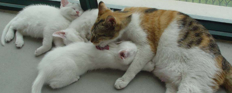 小猫换胎毛会变色么