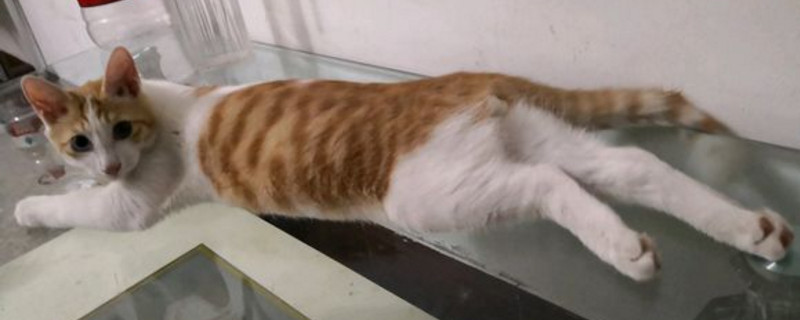 没出过门的猫咪跑丢了