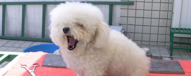 什么狗不掉毛适合家里养