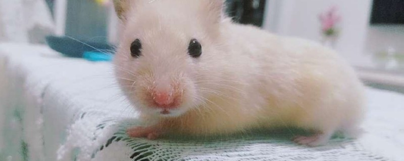 仓鼠的屁股为什会出血