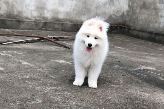 萨摩耶喜欢你的表现